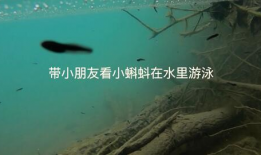 蝌蚪视频网,揭秘网络短视频的魅力与奥秘