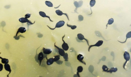 蝌蚪视频网,揭秘网络短视频的魅力与奥秘